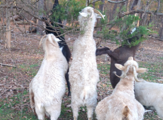 Screenshot 2025-02-12 103951